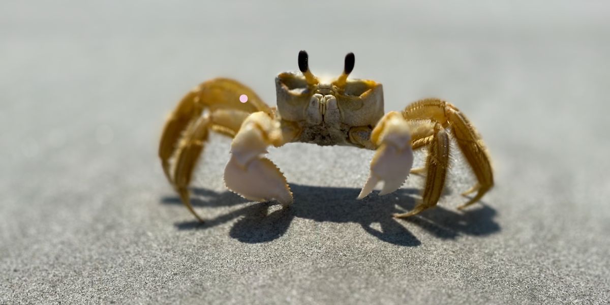 How to Clean Crab